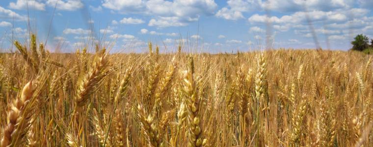 Реколтата от пшеница е спасена – в Добричко паднаха 35 литра на кв. метър