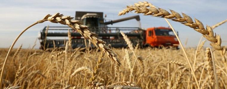 Румъния очаква по-ниска реколта от пшеница заради сушата