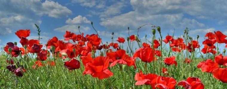 Слънчево до обяд и валежи следобед утре