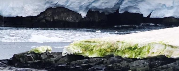 Заради климатичните промени избуява зеленина на Антарктида