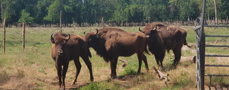 Два европейски бизона са новите обитатели на добричкия зооцентър (СНИМКИ)