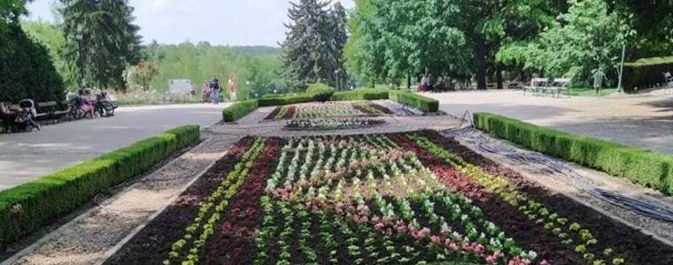 Зацветяват пешеходната зона в центъра и градския парк на Добрич