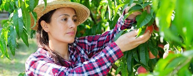 ДФЗ обяви нови 212 проекта по мярка Млад фермер, които ще получат финансиране