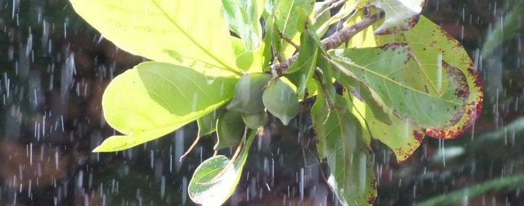 Облачно и с краткотрайни валежи ще бъде времето в сряда