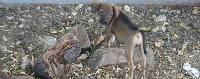 Ограда на общинския приют за кучета –шанс за разходки на четириногите в двора, тече и пореден ремонт (ВИДЕО)