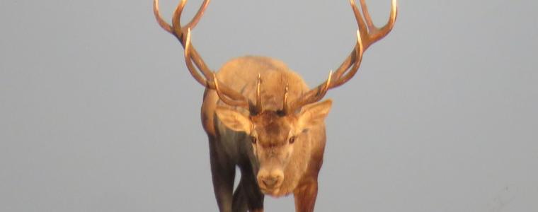 Специалисти от ловните стопанства обсъдиха популацията и запасите  на благороден елен