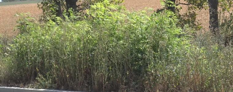 Трева над метър загрозява бул. „Добруджа“ по пътя за Рилци (ВИДЕО)