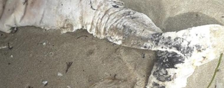 Труп на делфин откриха на плажа в Албена