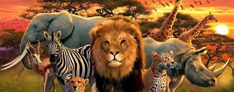 Хората погубиха 68% от бозайниците, птиците, земноводните  