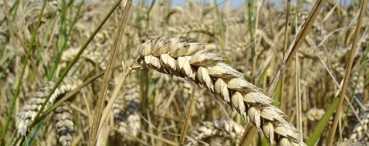 Над 4.6 млн. тона е произведената пшеница за 2020 г. у нас