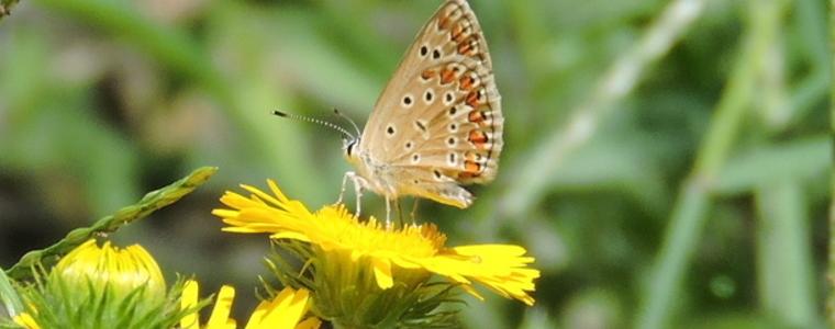 Прогноза за времето в неделя