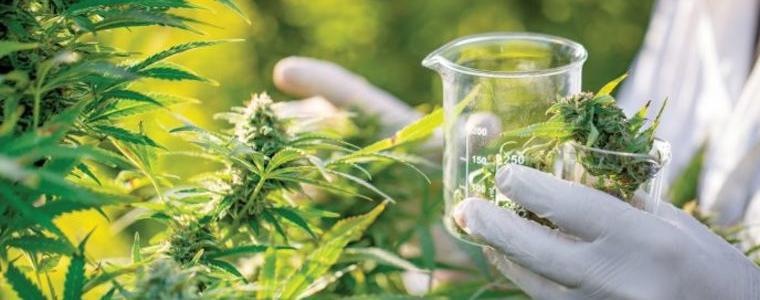 Северна Македония легализира марихуаната и за лична употреба