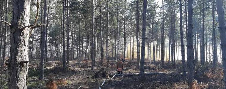 13 пожара в гори в област Добрич са регистрирани през 2020 г. 