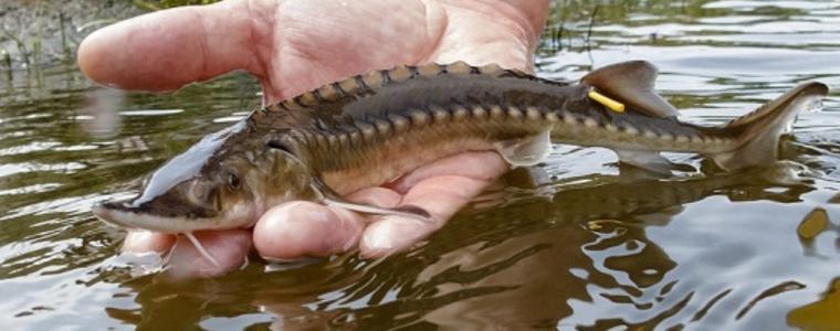 Удължават с 5 г. забраната за улов на есетрови риби