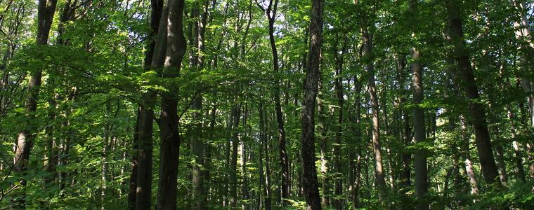 Държавата стартира нова кампания за изкупуване на частни гори