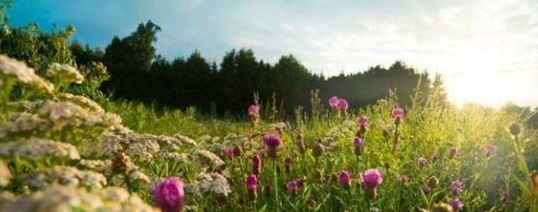 Екоактивисти алармират за сериозни пропуски в управлението на „Натура 2000“