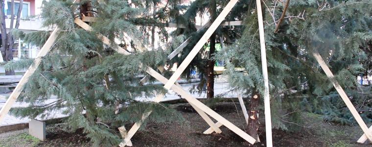 Кипарисите в центъра на Добрич са живи и вече изправени (ВИДЕО)