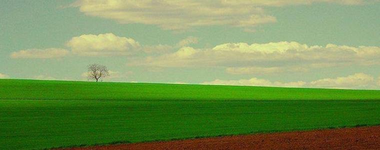 През март ще обследват презимуването на пшеничните посеви