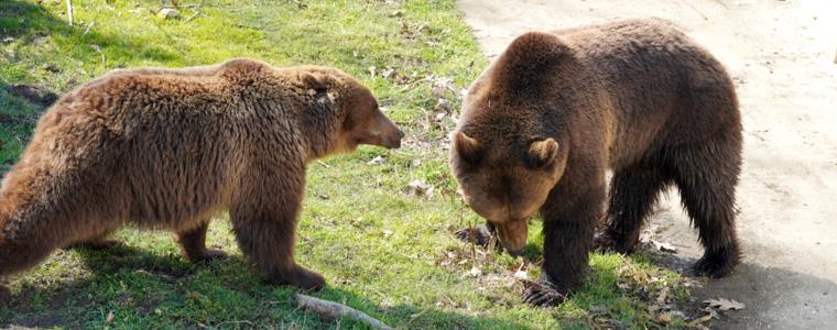 Берна и Коцето се събудиха от зимен сън, скоро ще имат съквартирант (ВИДЕО И СНИМКИ)