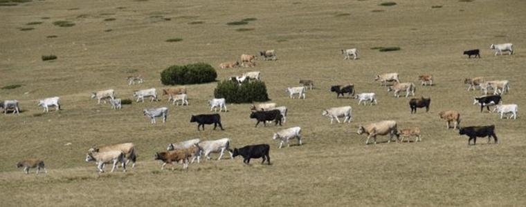 Кампания 2021 за директните плащания започна онлайн