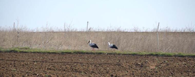 Щъркелите  намериха храна край Добрич (ВИДЕО)