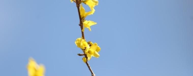 Студът приключи, през април ще е нормално, много над нулата  