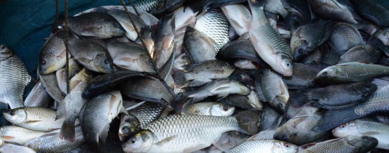 Проектонаредба: Купуваме до 5 кг риба за лична консумация директно от рибари