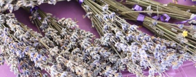 След едногодишна пауза Генерал Тошево отново ще посрещне Фестивала на лавандулата