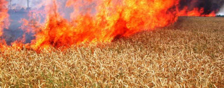 Пожар изпепели 20 декара  с пшеница в с. Божурово