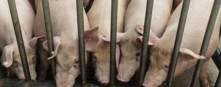 Констатирано е огнище на АЧС и във фамилна ферма в близост до тази в Априлци