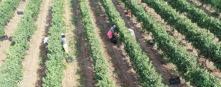 Гроздоберът е в своя пик – продукцията е с уникално качество, но в малки количества (ВИДЕО)