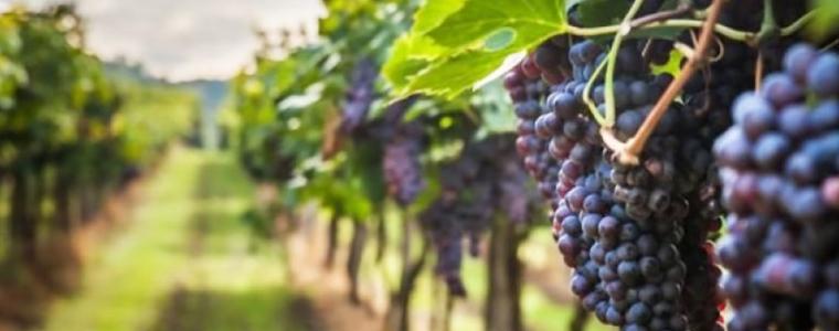 Пет пъти са намалели лозята у нас за 20 години