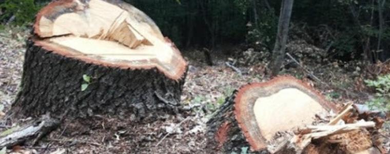 110 акта за незаконна сеч са съставили проверяващите през октомври