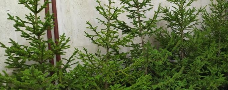 Масови проверки за незаконна търговия с елхи