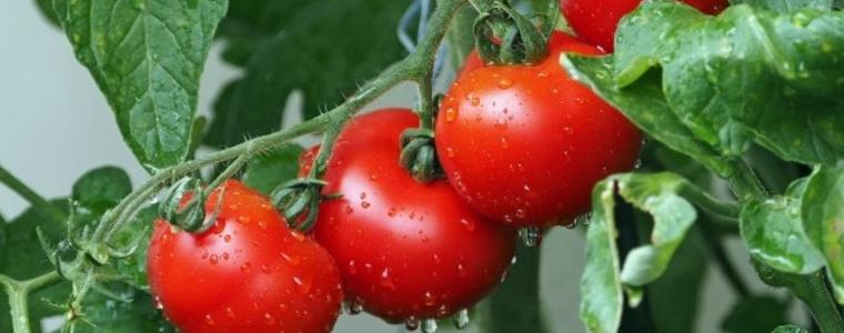 Риск да останем без родни зеленчуци тази година заради скъпия ток
