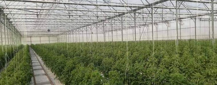 БАБХ извършва засилен контрол върху производство на оранжерийна продукция 