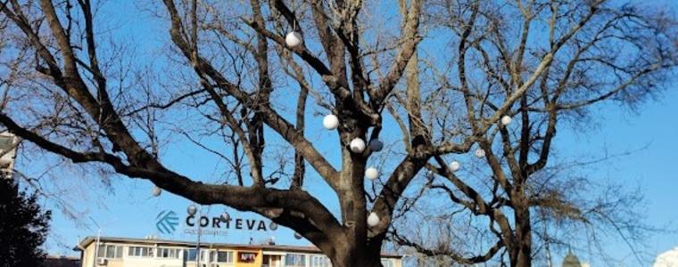 Община Добрич ще извърши обследване на вековни дървета
