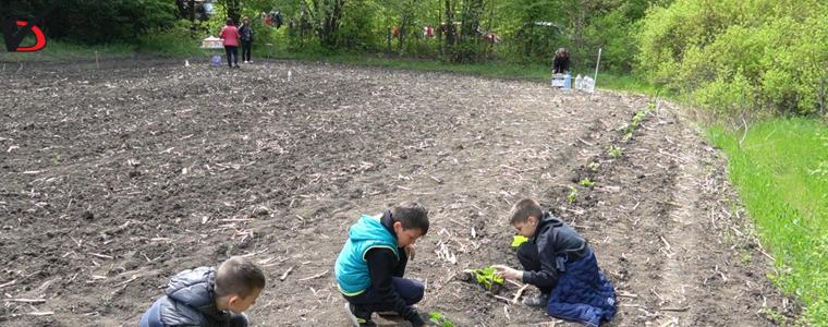 Първолаци посадиха гора от червен дъб (ВИДЕО)