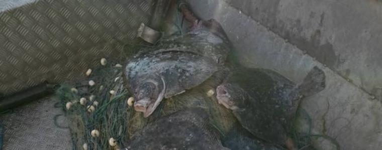 Установиха отново незаконен улов на калкан край Шабла