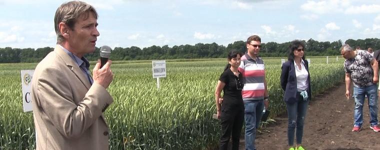 Високи добиви от пшеницата в област Добрич прогнозира проф. Киряков (ВИДЕО)