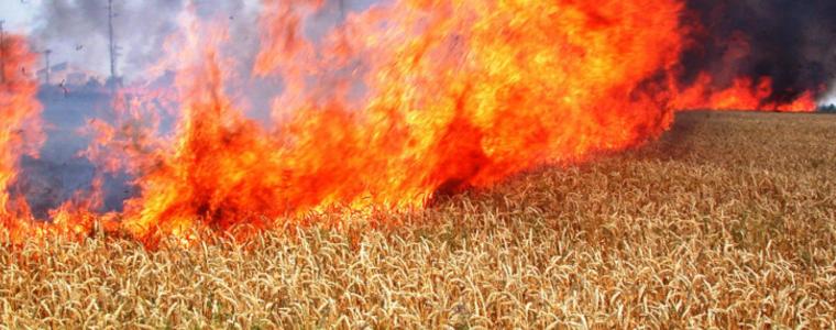 600 декара пшеница са изгорели при пожар в Тервелско