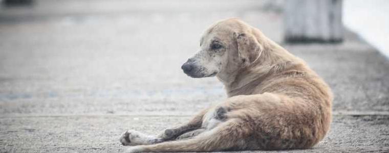 Отчитат тенденция за намаляване на безстопанствените кучета на територията на община Добричка