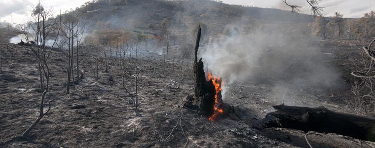 Продължава борбата с огъня в гората на гръцко-турската граница