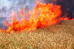 600 декара пшеница са изгорели при пожар в Тервелско
