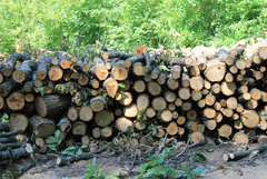 Горските стопанства от областта  доставят дърва за огрев на населението