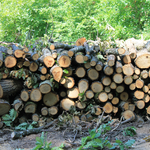 Горските стопанства от областта  доставят дърва за огрев на населението