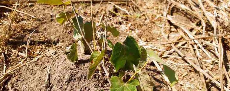 88 декара с нови пояси са създадени на територията на ДГС-Генерал Тошево за три години
