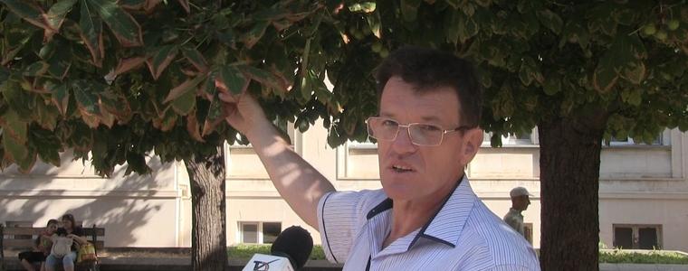 Масово нападение от вредители по кестените и чинарите в Добрич, трябват спешни мерки (ВИДЕО)