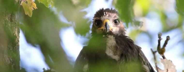 Малкият креслив орел Илия от с. Александрия  пое по дългия път на юг