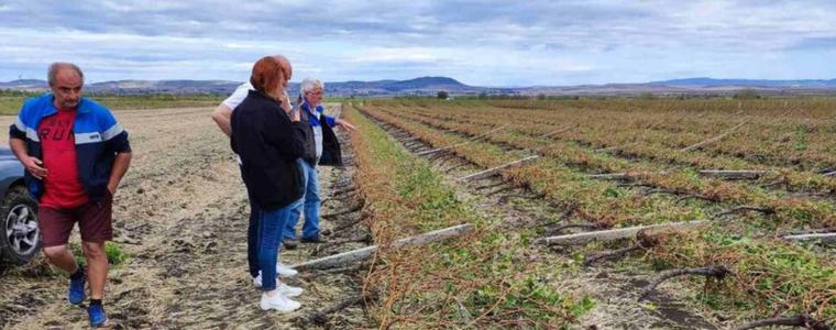 Над 1500 декара лозови масиви 1 млн. тона продукция е унищожила бурята в Поморие